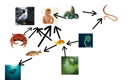 Energy-flow food web for fishes in Bear and Ramsey Creeks. Line